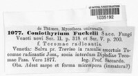 Coniothyrium fuckelii image
